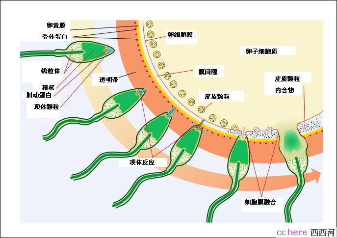 点看全图